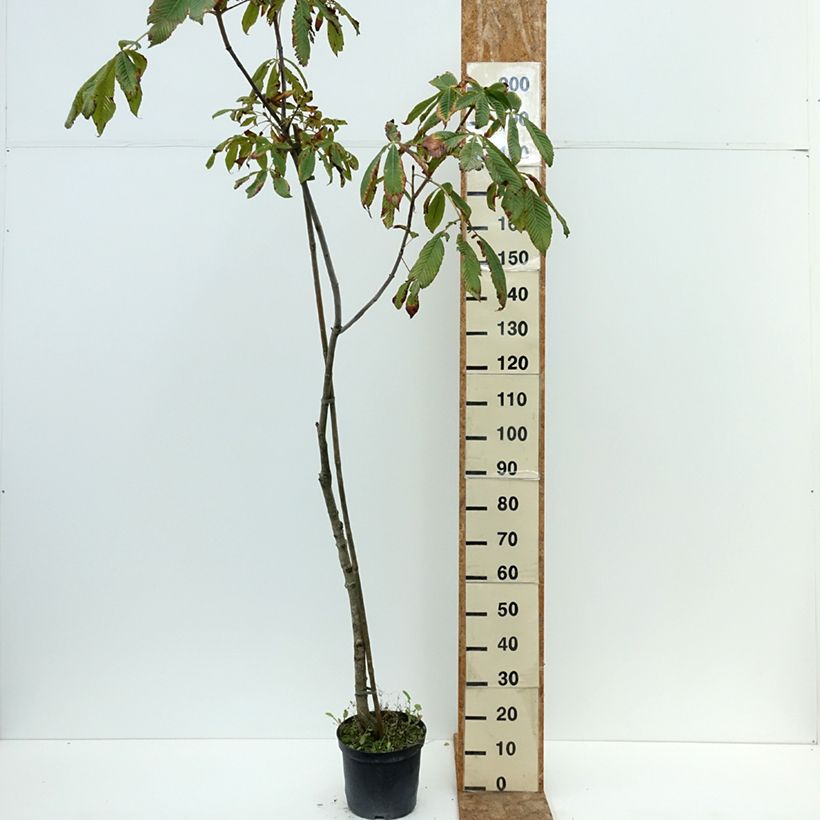 Amostra de Aesculus × bushii Vaso de 7,5 L/10 L, Haste tal como entregue no verão