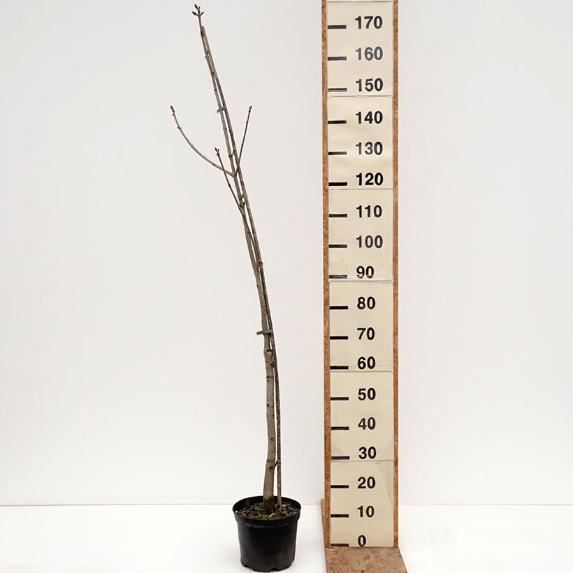 Amostra de Aesculus × bushii Vaso de 7,5 L/10 L, Haste tal como entregue no inverno