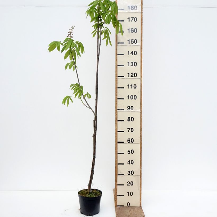 Amostra de Aesculus × bushii Vaso de 7,5 L/10 L, Haste tal como entregue na primavera