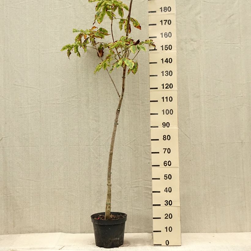Amostra de Aesculus carnea Marginata Vaso de 7,5 L/10 L, Haste tal como entregue no verão