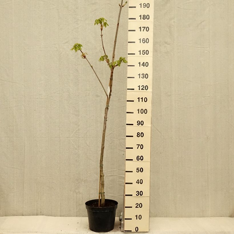 Amostra de Aesculus carnea Marginata Vaso de 7,5 L/10 L, Haste tal como entregue na primavera