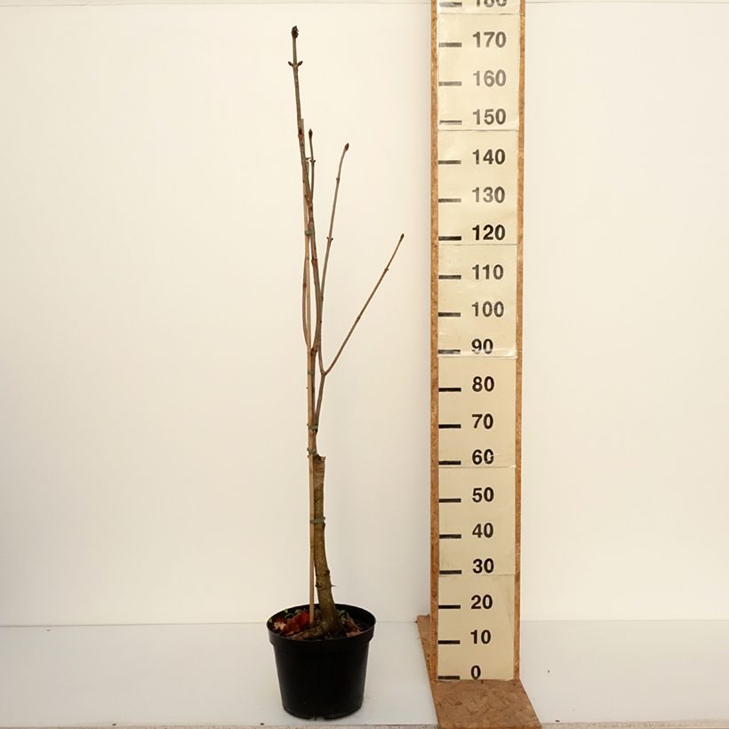 Amostra de Aesculus carnea Plantierensis Vaso de 7,5 L/10 L tal como entregue no outono
