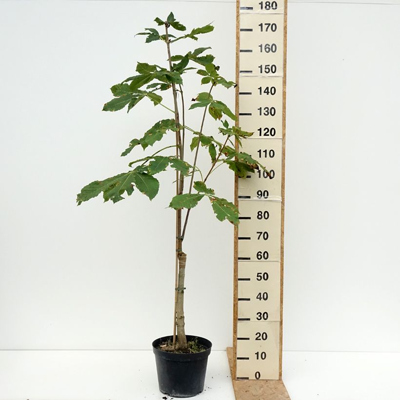 Amostra de Aesculus carnea Plantierensis Vaso de 7,5 L/10 L tal como entregue no verão