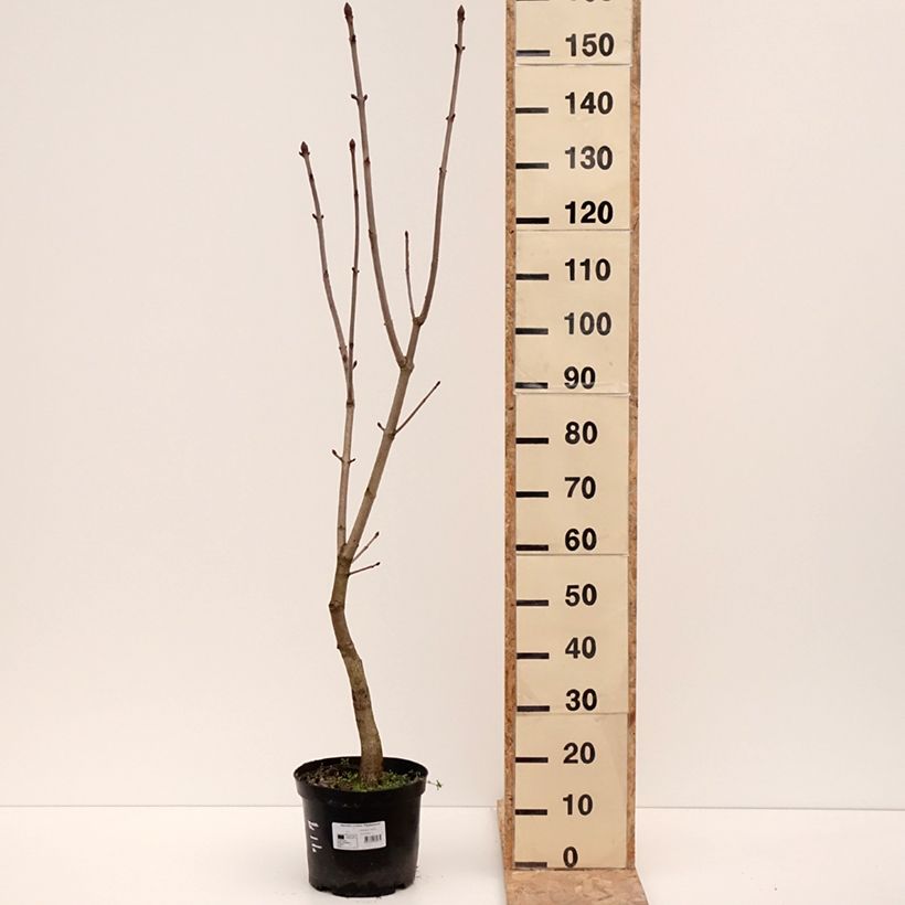 Amostra de Aesculus x carnea Plantierensis - Marronnier rouge Vaso de 7,5 L/10 L tal como entregue no inverno