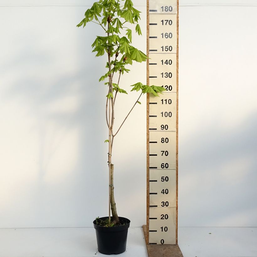 Amostra de Aesculus carnea Plantierensis Vaso de 7,5 L/10 L tal como entregue na primavera