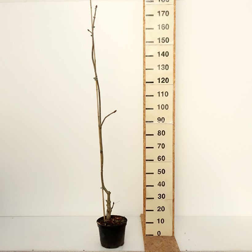 Amostra de Aesculus × dallimorei Vaso de 4 L/5 L tal como entregue no outono
