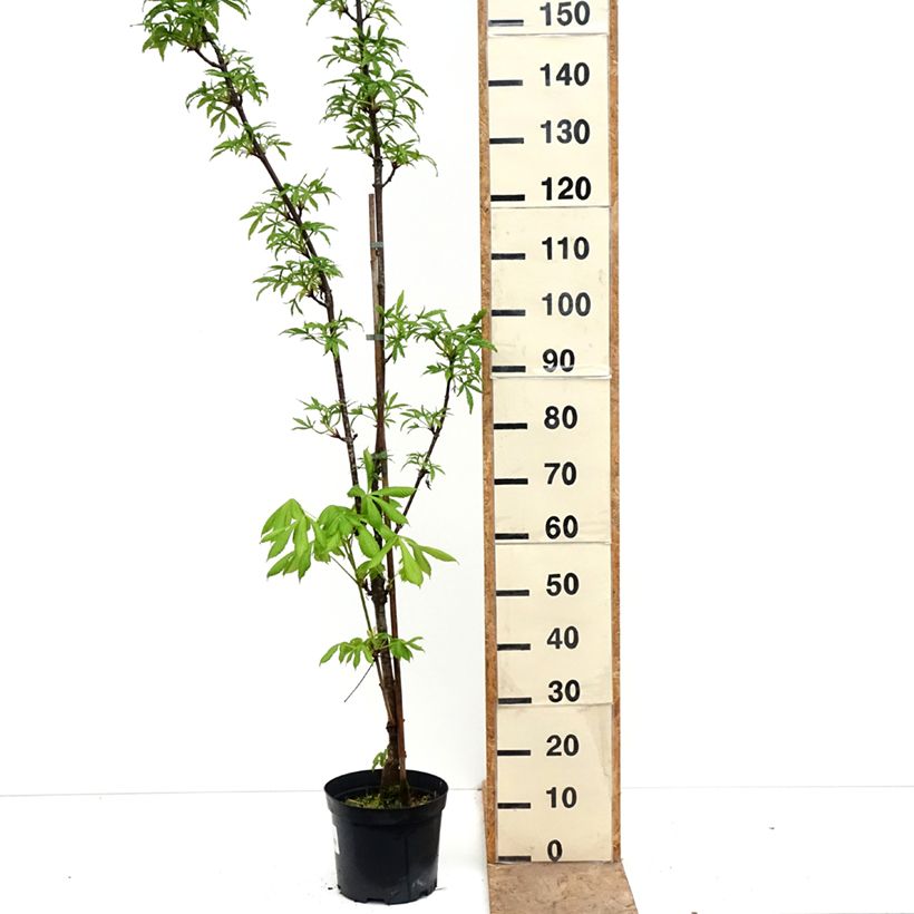 Amostra de Aesculus × dallimorei Vaso de 4 L/5 L tal como entregue na primavera