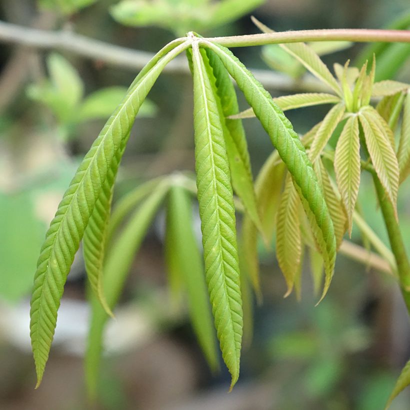 Aesculus glaucescens (Folhagem)