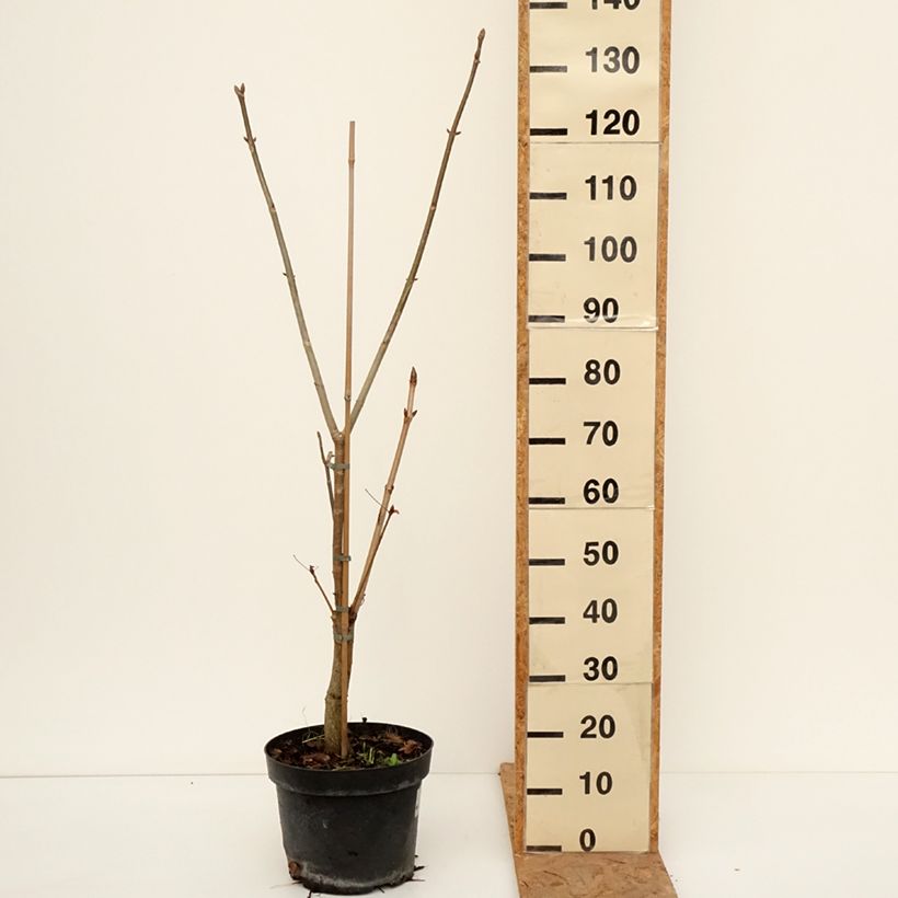Amostra de Aesculus glaucescens Vaso de 7,5 L/10 L tal como entregue no outono