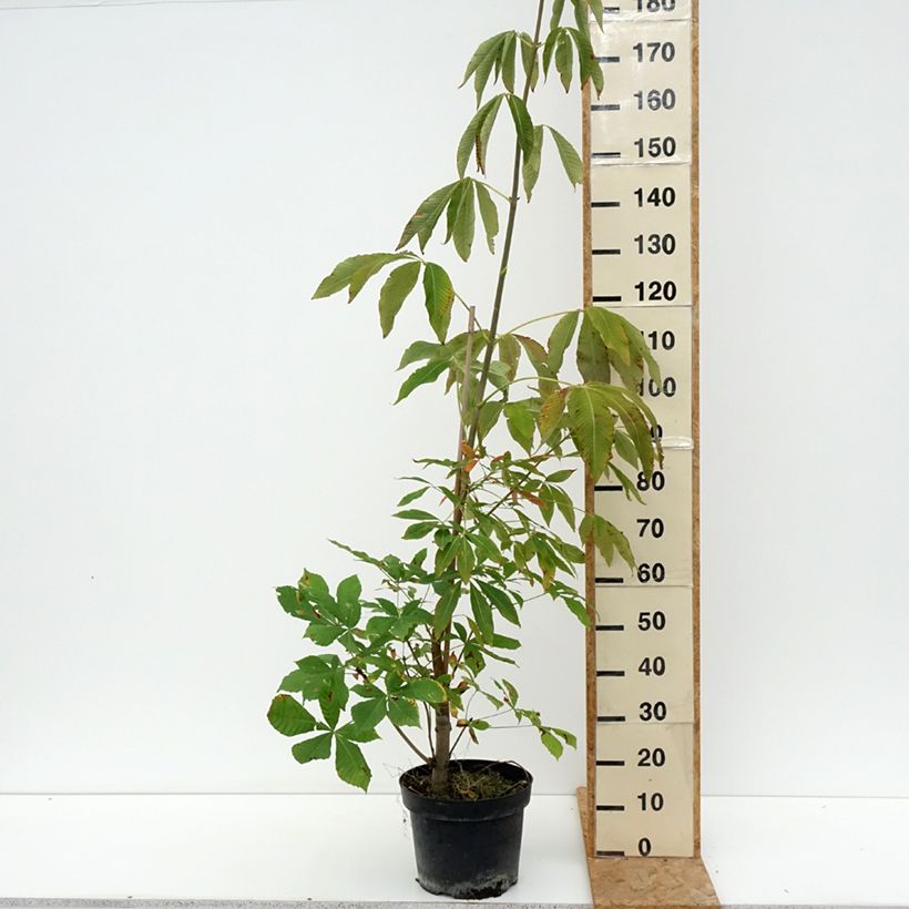 Amostra de Aesculus glaucescens Vaso de 7,5 L/10 L tal como entregue no verão