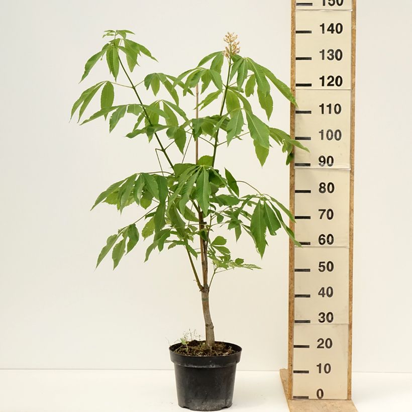 Amostra de Aesculus glaucescens Vaso de 7,5 L/10 L tal como entregue na primavera