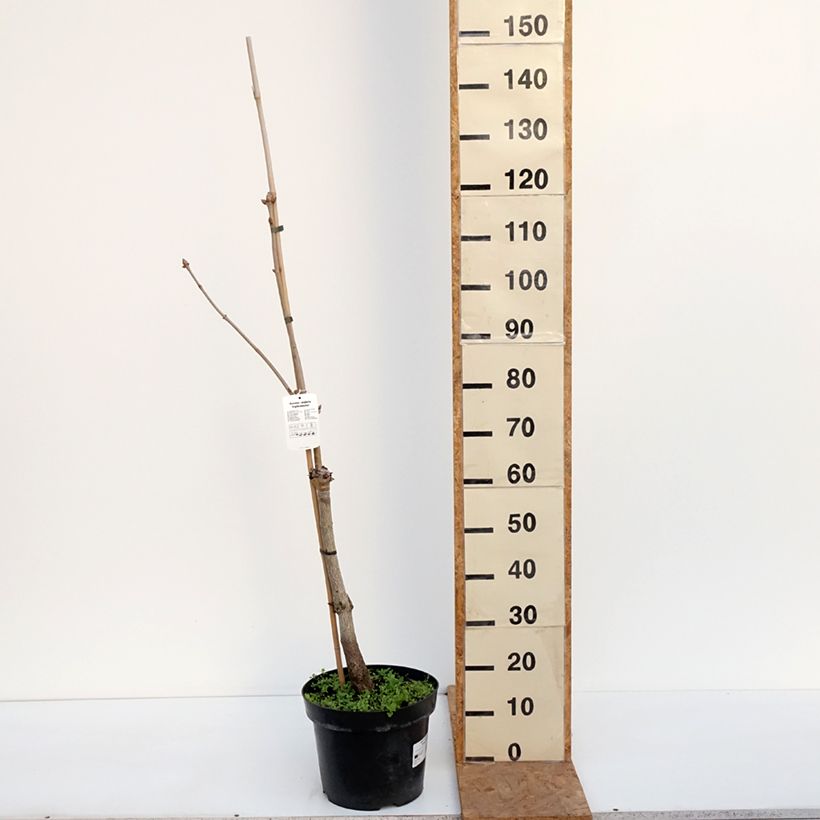 Amostra de Aesculus x neglecta Erythroblastos - Marronnier d'ornement Pot de 7,5L/10L tal como entregue no outono