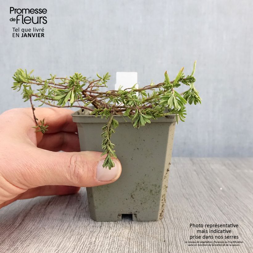 Amostra de Aethionema Warley Ruber Vaso de 8/9 cm tal como entregue no inverno