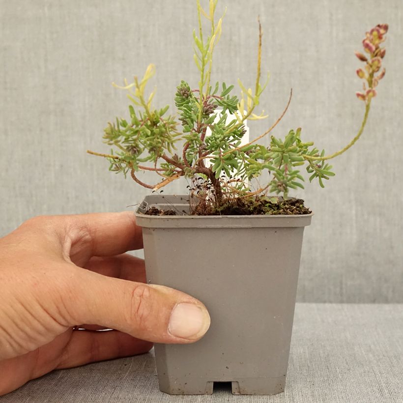 Amostra de Aethionema armenum Warley Ruber Vaso de 8/9 cm tal como entregue no verão