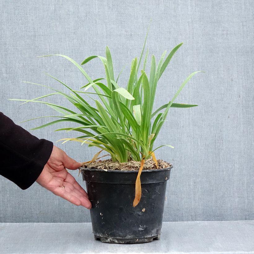 Amostra de Agapanthus umbellatus Albus Vaso de 4 L/5 L tal como entregue no outono