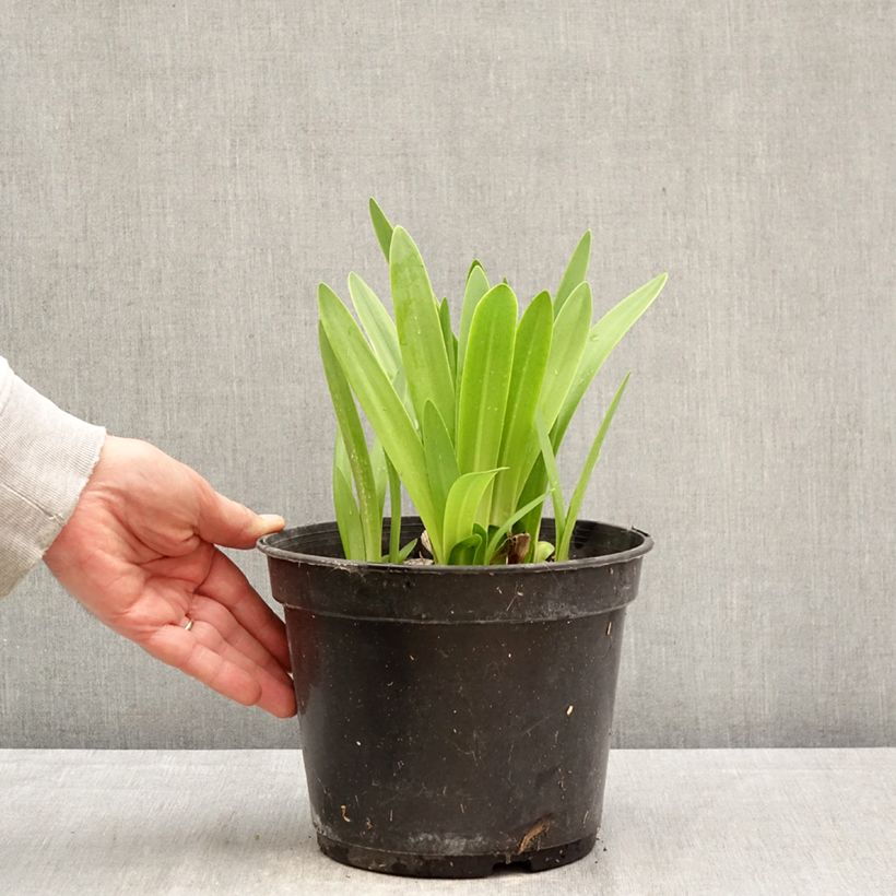 Amostra de Agapanthus umbellatus Albus Vaso de 4 L/5 L tal como entregue na primavera