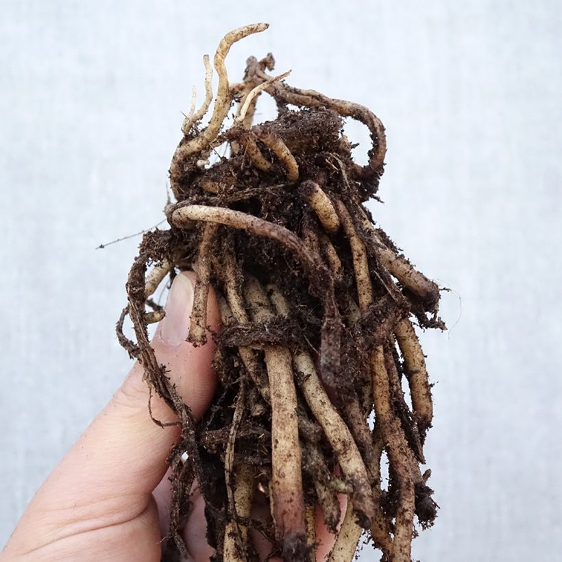 Amostra de Agapanthus umbellatus Albus Cepo 1/2 olhos tal como entregue no inverno