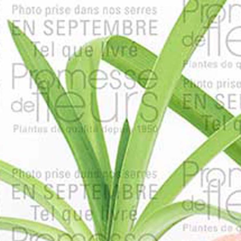 Agapanto Blue Heaven (Folhagem)