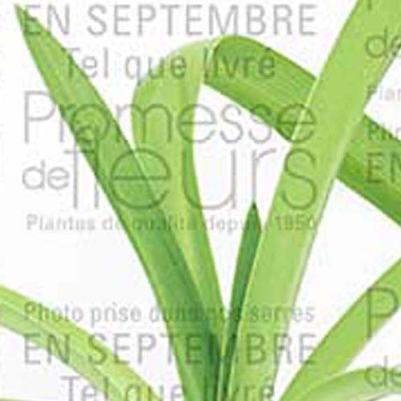 Agapanto White Heaven (Folhagem)