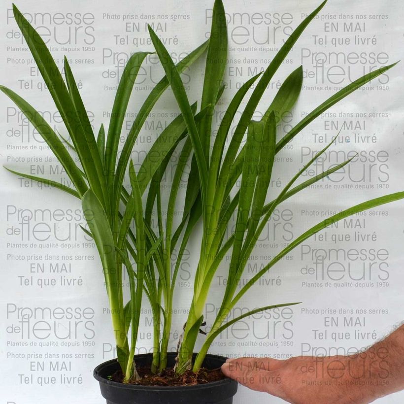 Exemplo de amostra de Agapanthe inapertus Nigrescens Pot de 2L/3L tal como entregue