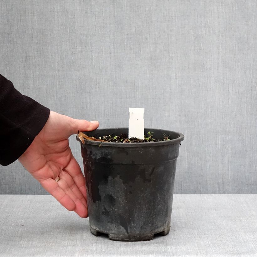 Amostra de Agapanthe Back in Black Vaso de 2 L/3 L tal como entregue no inverno