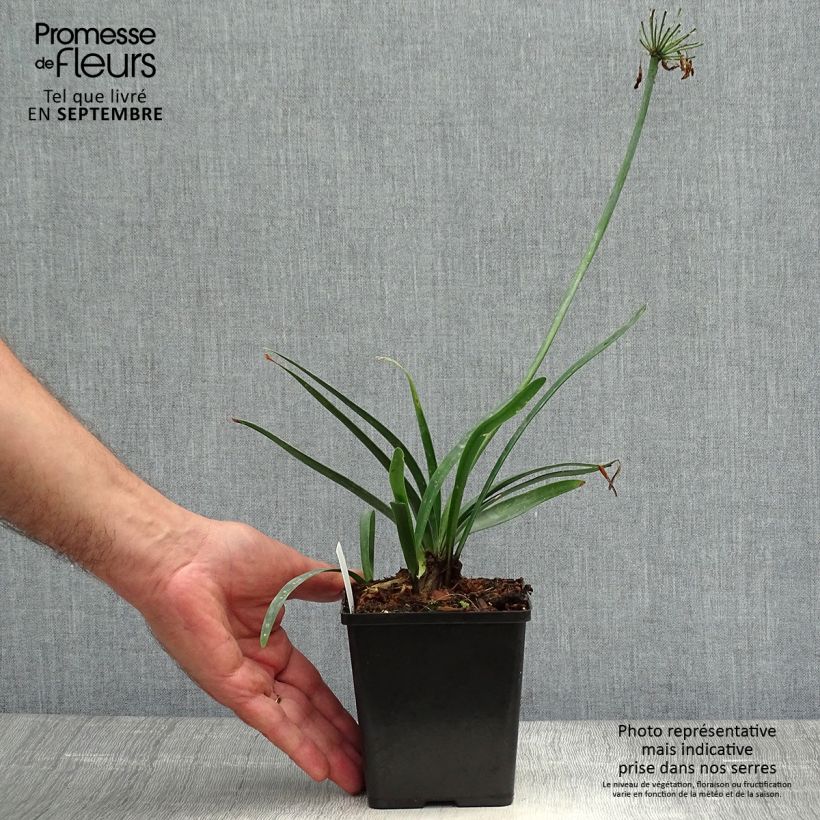 Amostra de Agapanto Black Buddhist Vaso de 8/9 cm tal como entregue no outono