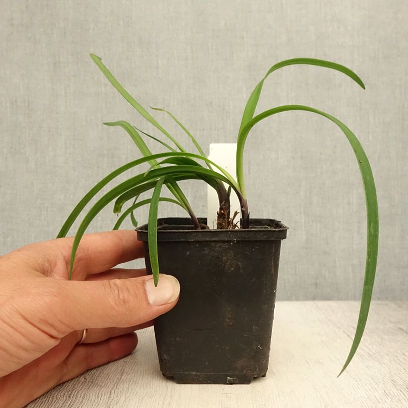Amostra de Agapanto Black Buddhist Vaso de 8/9 cm tal como entregue no verão