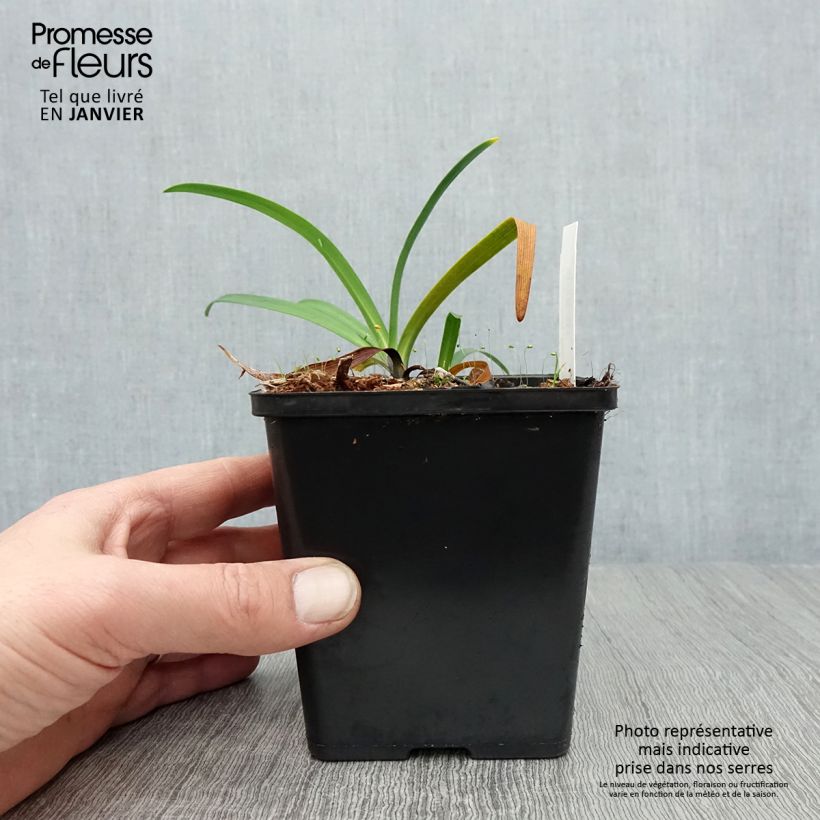 Amostra de Agapanthe Black Buddhist Vaso de 8/9 cm tal como entregue no inverno