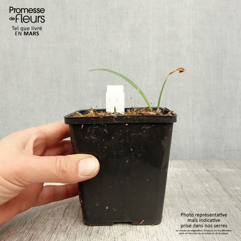 Amostra de Agapanto Black Buddhist Vaso de 8/9 cm tal como entregue na primavera