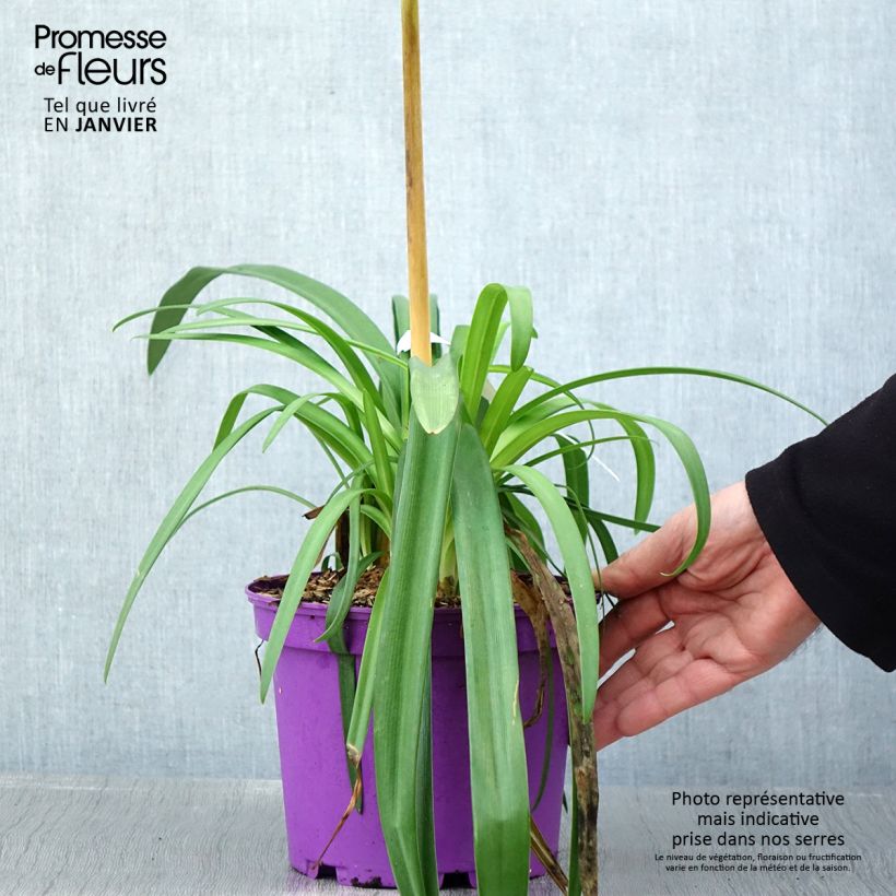 Amostra de Agapanto Black Jack Vaso de 1,5 L/2 L tal como entregue no inverno