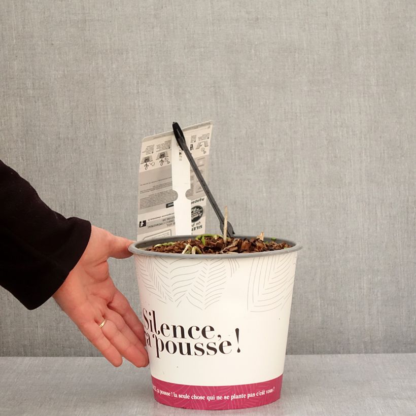 Amostra de Agapanto Black Jack Vaso de 3 L/4 L tal como entregue no inverno