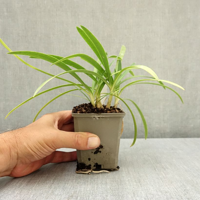 Amostra de Agapanto Blue Baby Vaso de 8/9 cm tal como entregue no verão