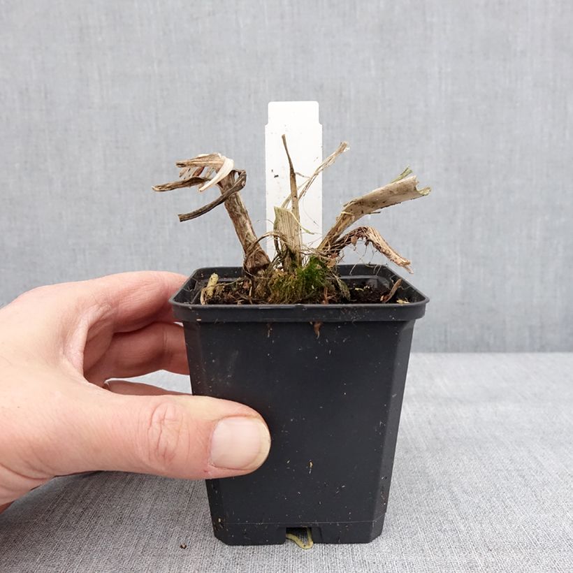 Amostra de Agapanto Blue Giant Vaso de 8/9 cm tal como entregue no inverno