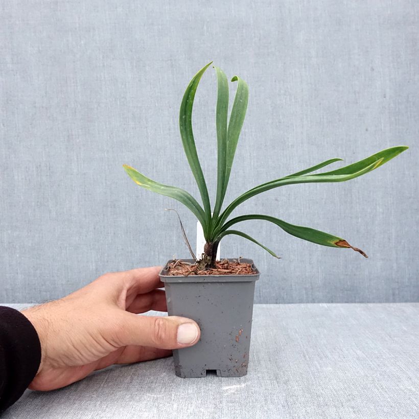 Amostra de Agapanto Blue Giant Vaso de 8/9 cm tal como entregue no outono