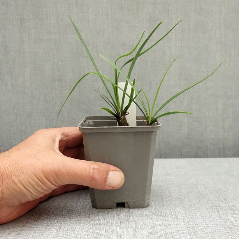 Amostra de Agapanto Blue Giant Vaso de 8/9 cm tal como entregue na primavera