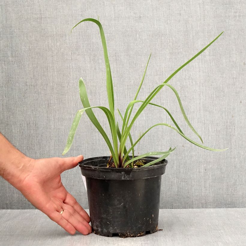 Amostra de Agapanto Blue Infinity Vaso de 2 L/3 L tal como entregue no outono