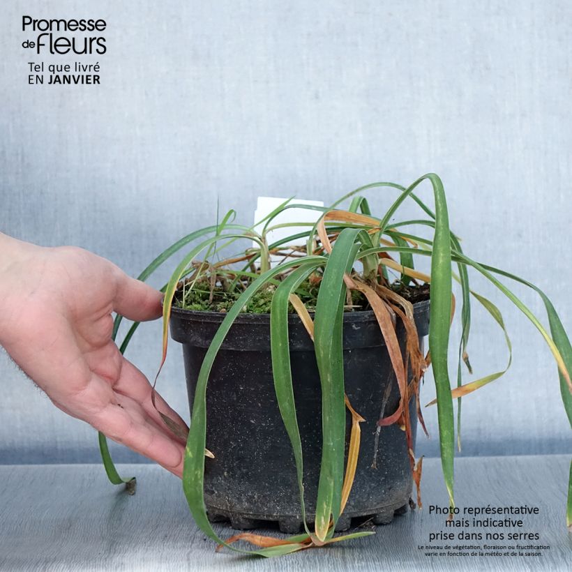 Amostra de Agapanthe Blue Triumphator Vaso de 2 L/3 L tal como entregue no inverno