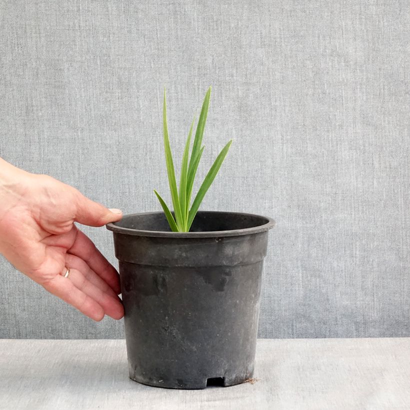 Amostra de Agapanthe Blue Velvet Pot de 2L/3L tal como entregue na primavera