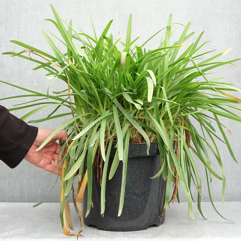 Amostra de Agapanto Bluestorm Vaso de 7,5 L/10 L tal como entregue na primavera