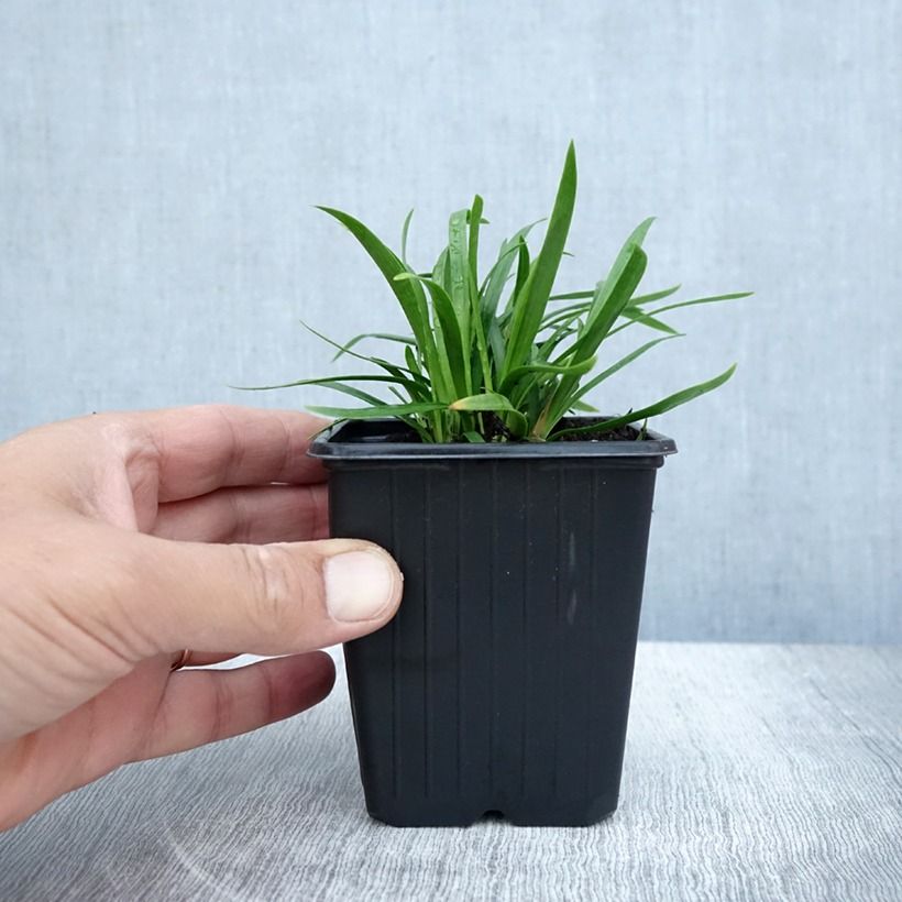 Amostra de Agapanto Blush Pink Vaso de 8/9 cm tal como entregue no verão