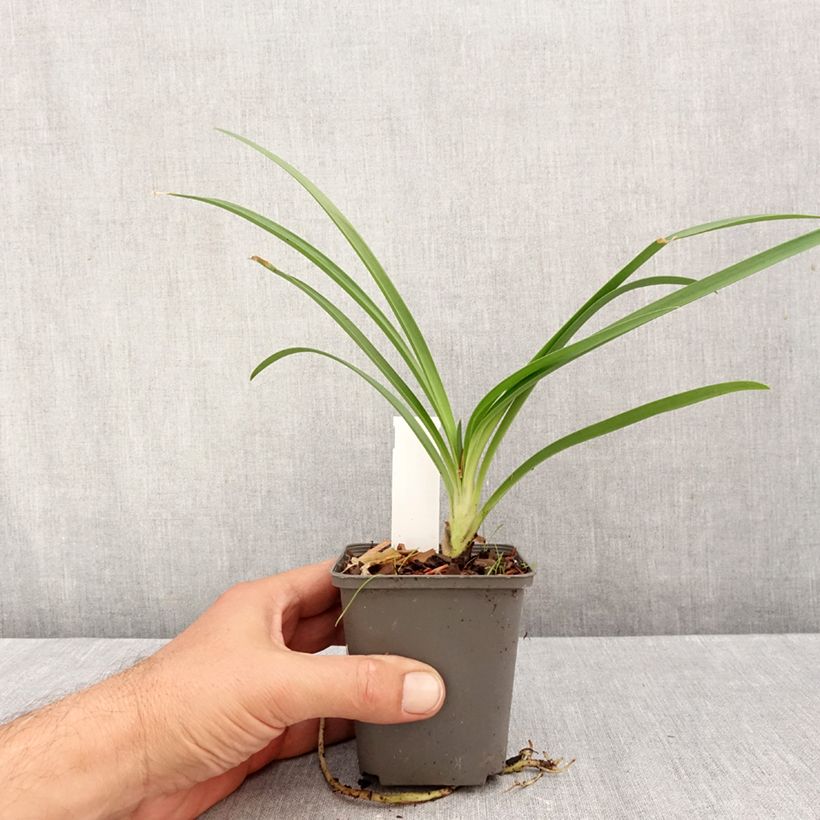 Amostra de Agapanthus campanulatus var. albidus Vaso de 8/9 cm tal como entregue no outono