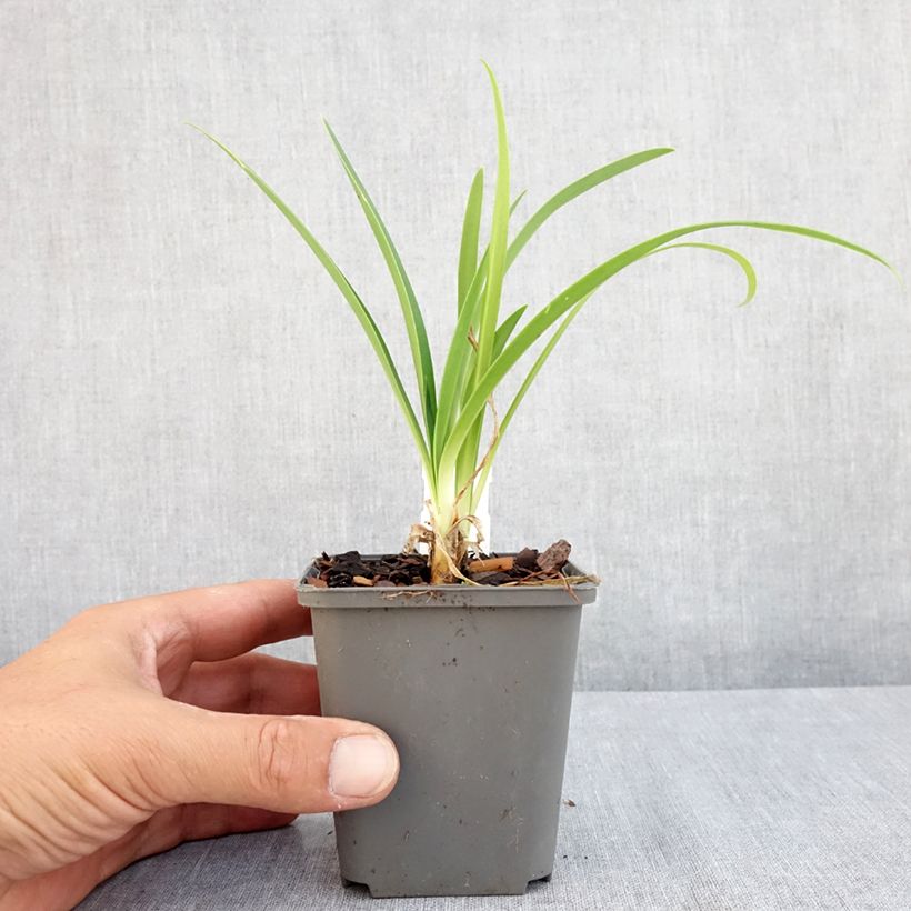 Amostra de Agapanthus campanulatus var. albidus Vaso de 8/9 cm tal como entregue no verão