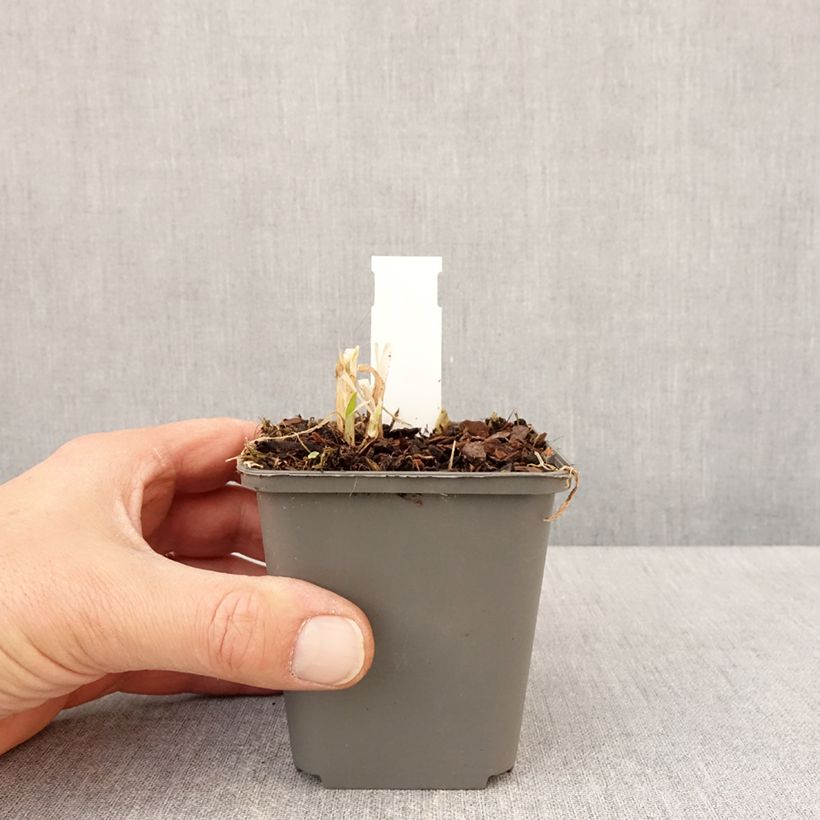 Amostra de Agapanthus campanulatus var. albidus Vaso de 8/9 cm tal como entregue na primavera