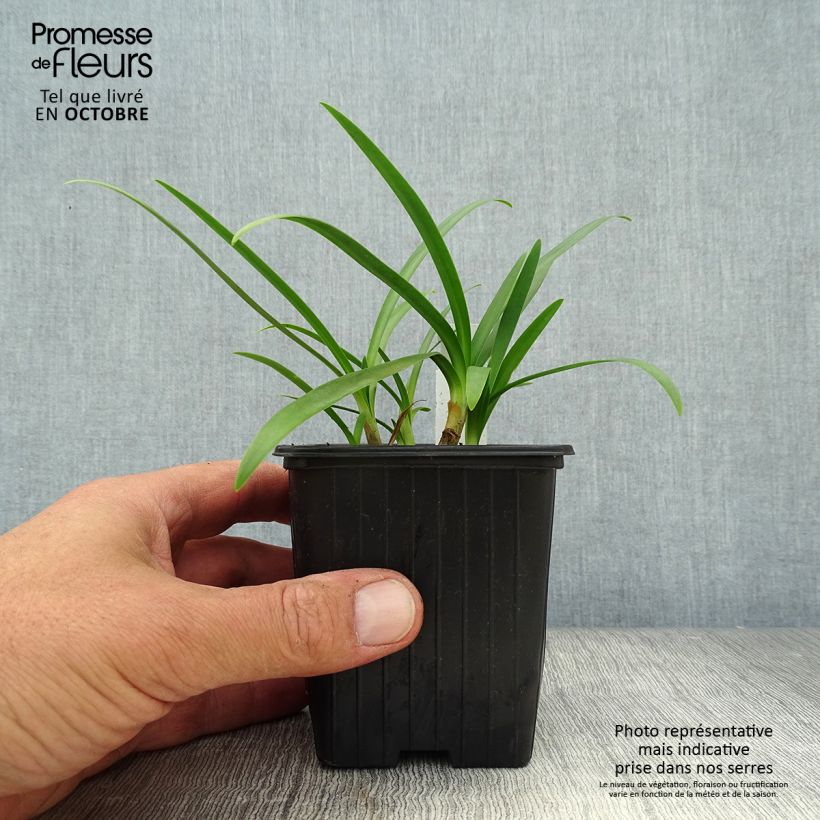 Amostra de Agapanto Charlotte Vaso de 8/9 cm tal como entregue no outono