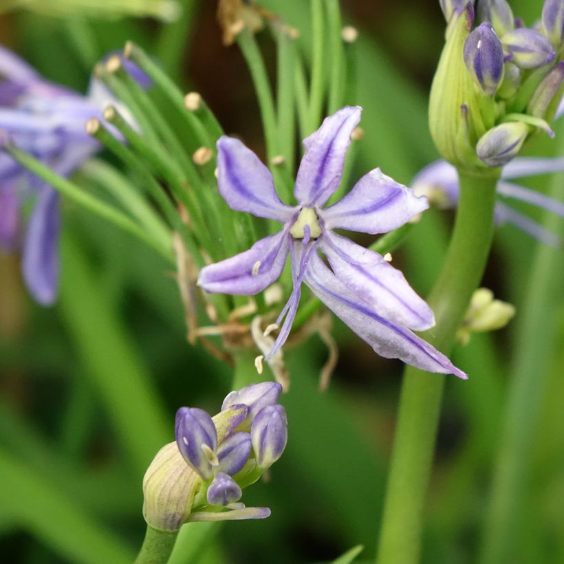 Agapanto Charlotte (Floração)