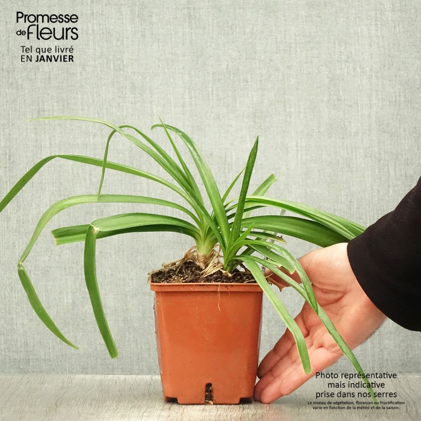 Amostra de Agapanthe Enigma Vaso de 1 L/1,5 L tal como entregue no inverno