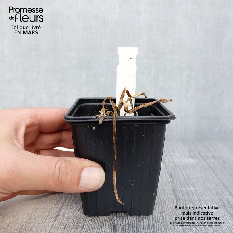 Amostra de Agapanto Flower of Love Vaso de 8/9 cm tal como entregue na primavera