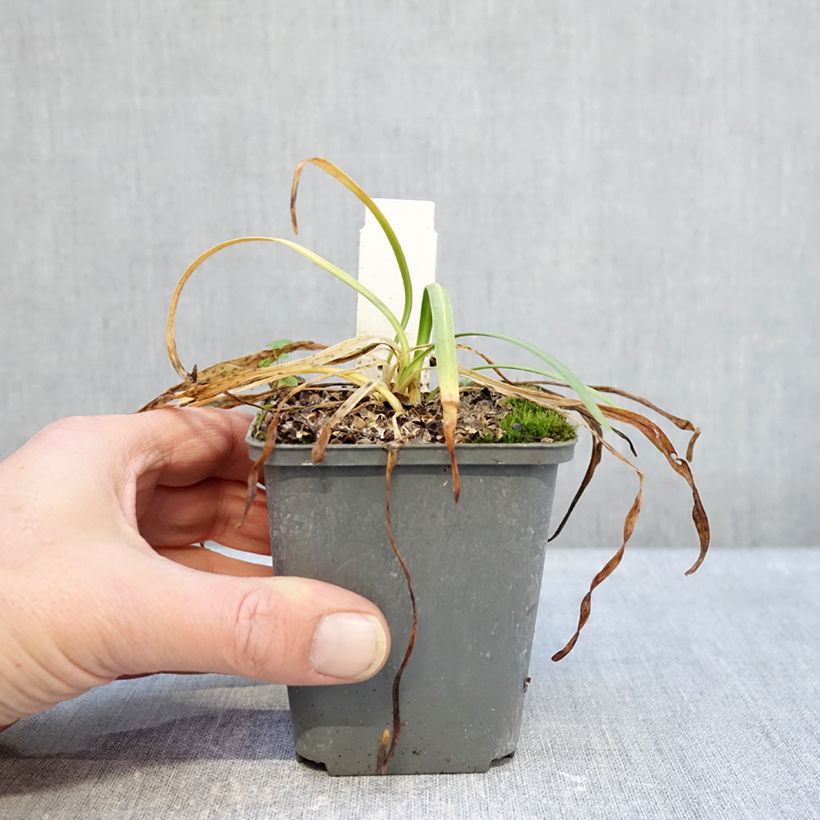 Amostra de Agapanto Flower of Love Vaso de 8/9 cm tal como entregue no inverno