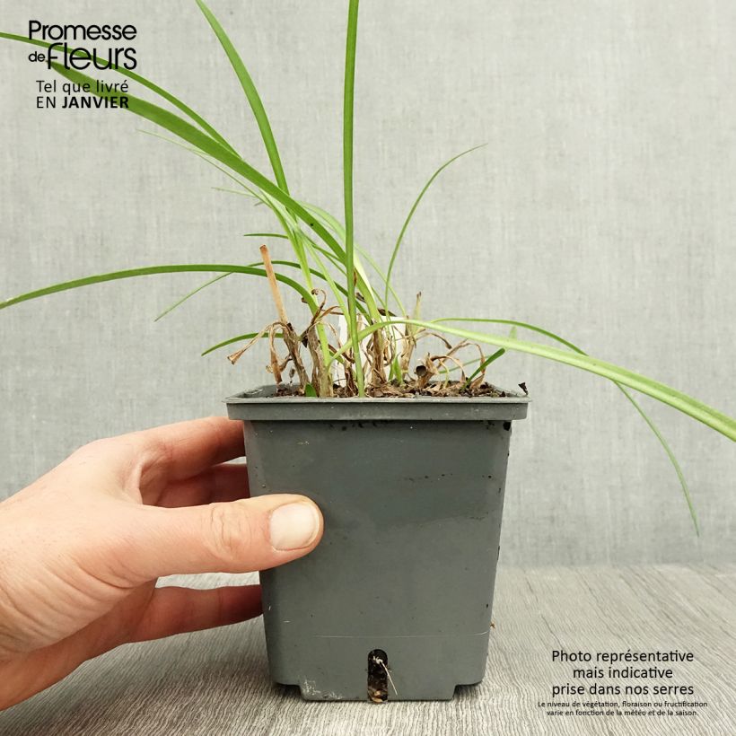 Amostra de Agapanto Flower of Love Vaso de 1 L/1,5 L tal como entregue no inverno