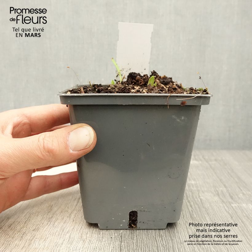 Amostra de Agapanto Flower of Love Vaso de 1 L/1,5 L tal como entregue na primavera